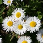 Bellis perennis