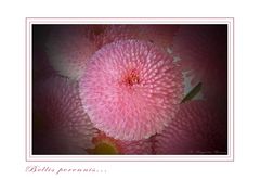 Bellis perennis....