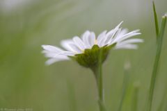 Bellis perennis