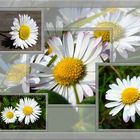 Bellis perennis