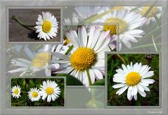 Bellis perennis