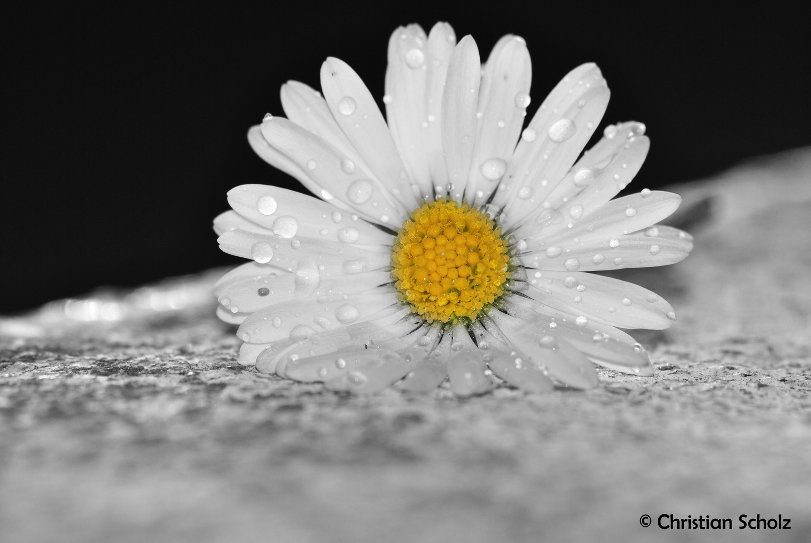 Bellis perennis