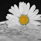 Bellis perennis