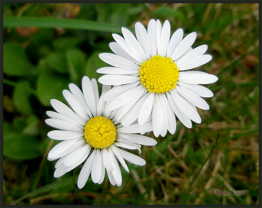 ...Bellis perennis...