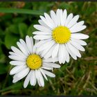 ...Bellis perennis...