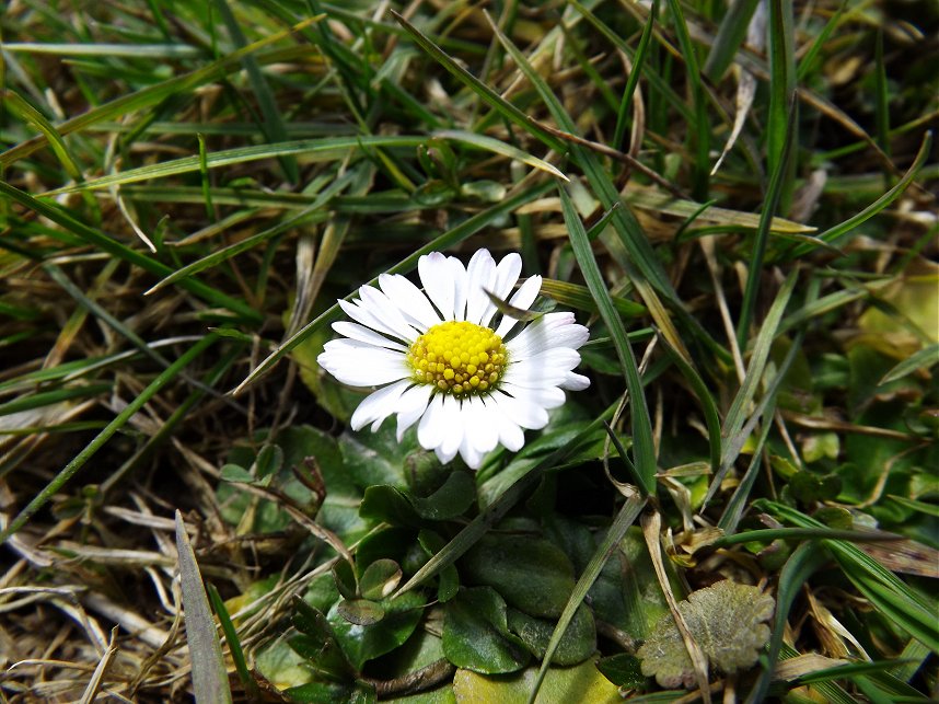 Bellis Perennis