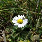 Bellis Perennis