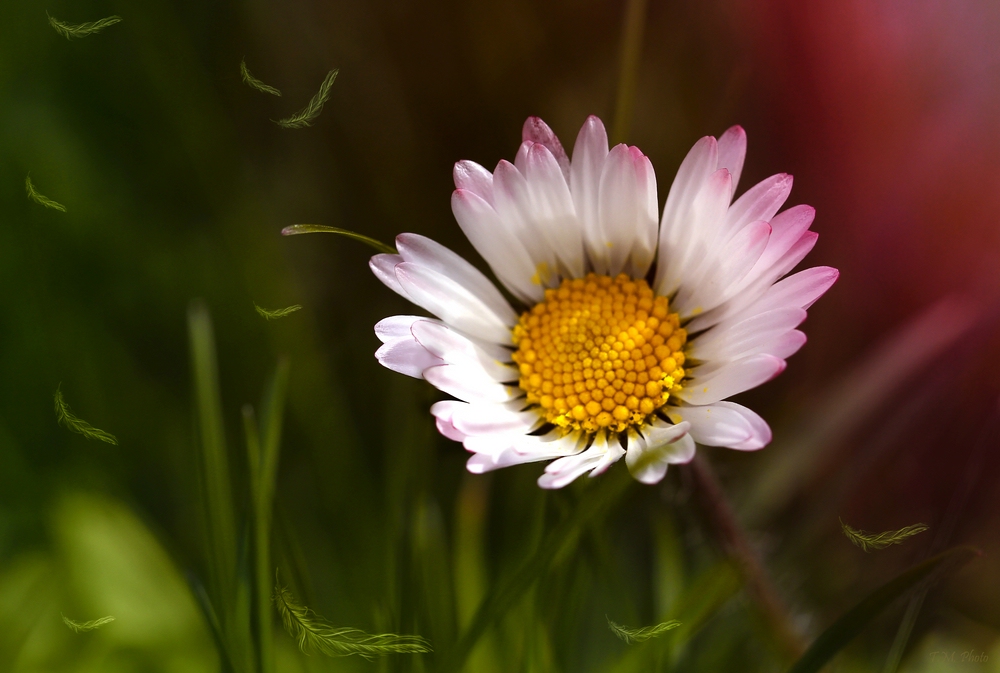 Bellis perennis