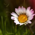 Bellis perennis