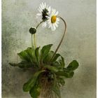 Bellis perennis