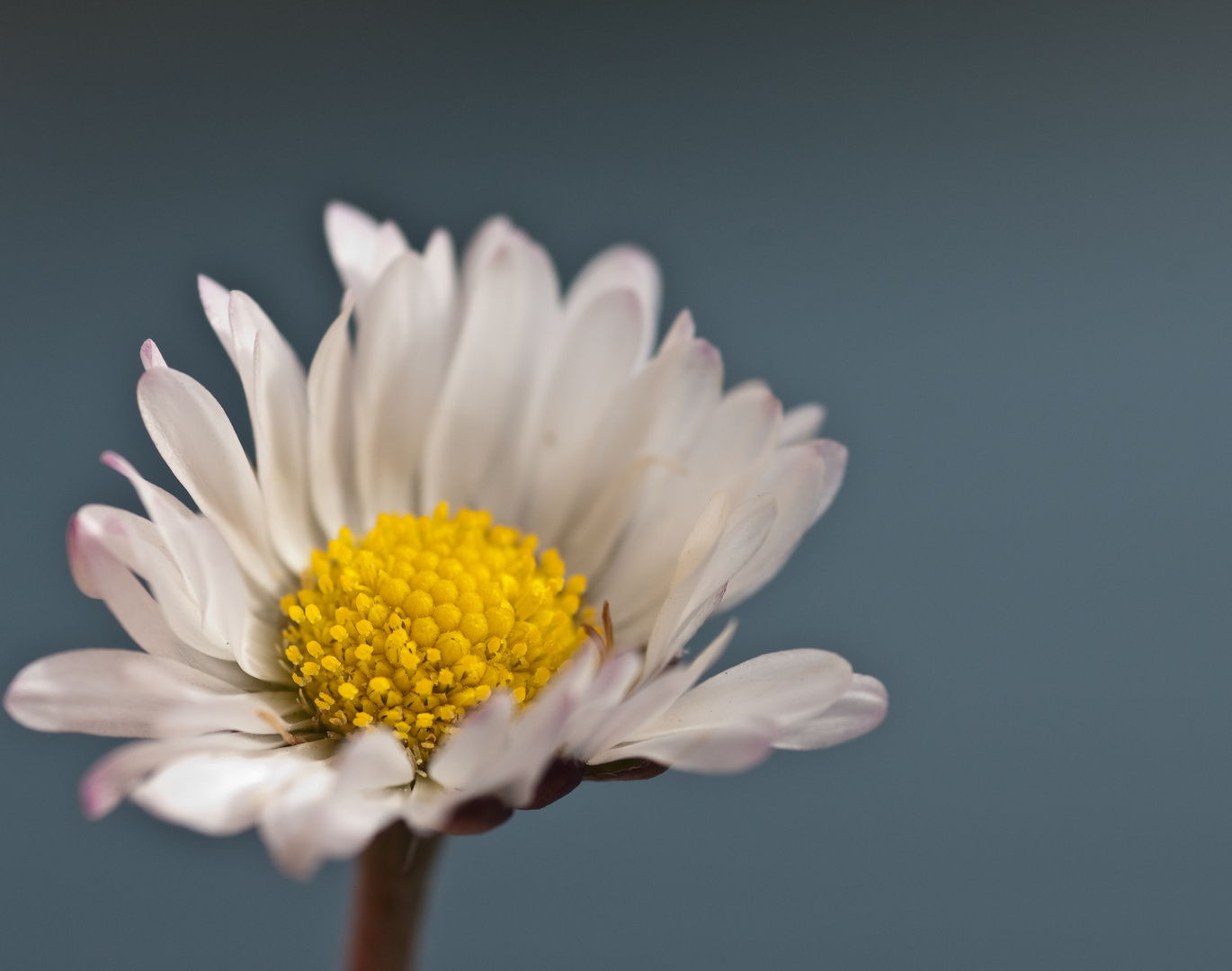 Bellis perennis