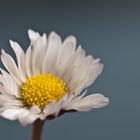 Bellis perennis