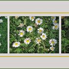 Bellis perennis