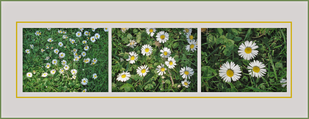 Bellis perennis