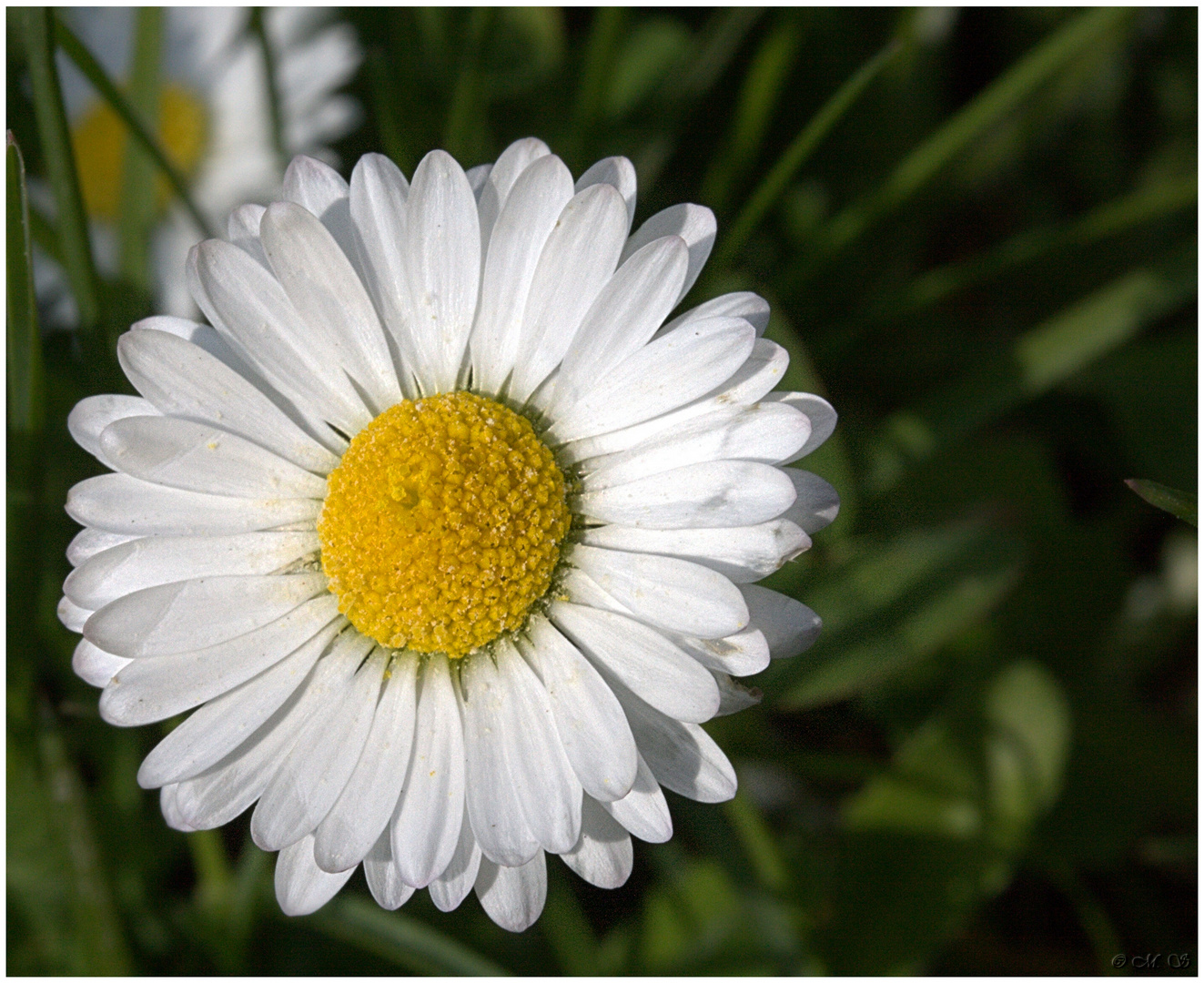 Bellis perennis