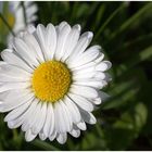 Bellis perennis