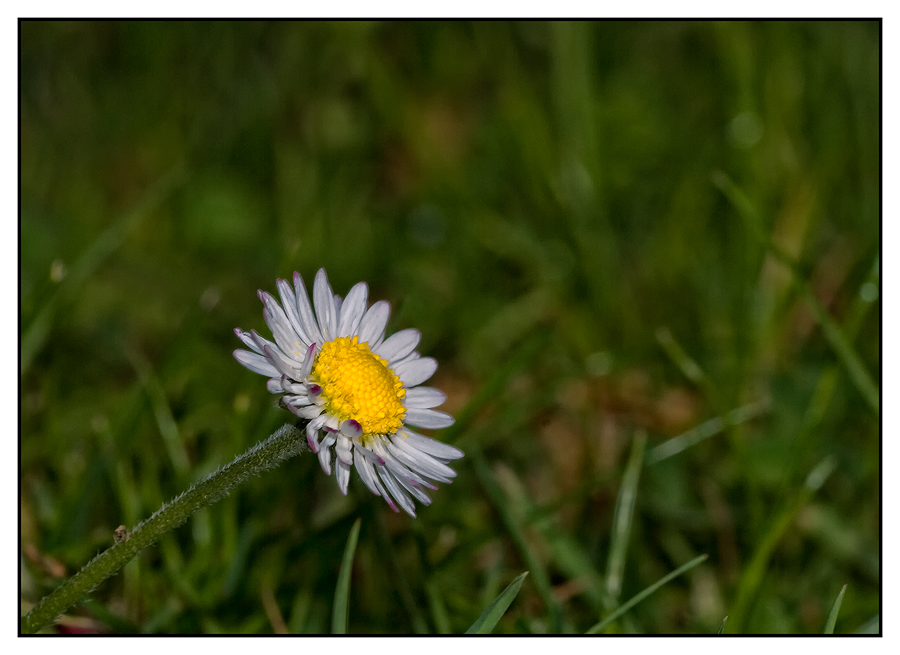 Bellis perennis