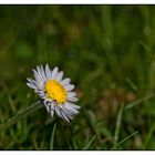 Bellis perennis