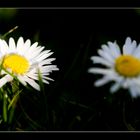 Bellis perennis