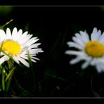 Bellis perennis