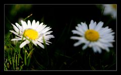 Bellis perennis