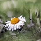 Bellis Perennis