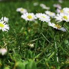 Bellis perennis