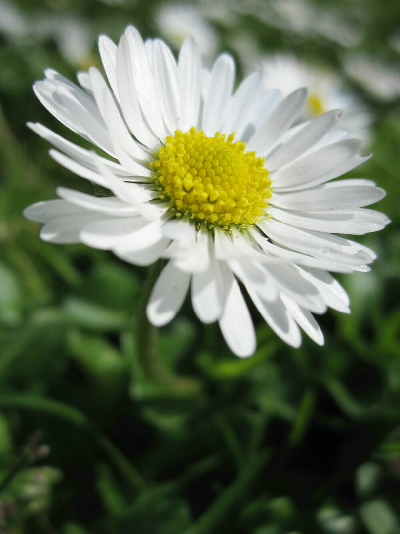 Bellis perennis