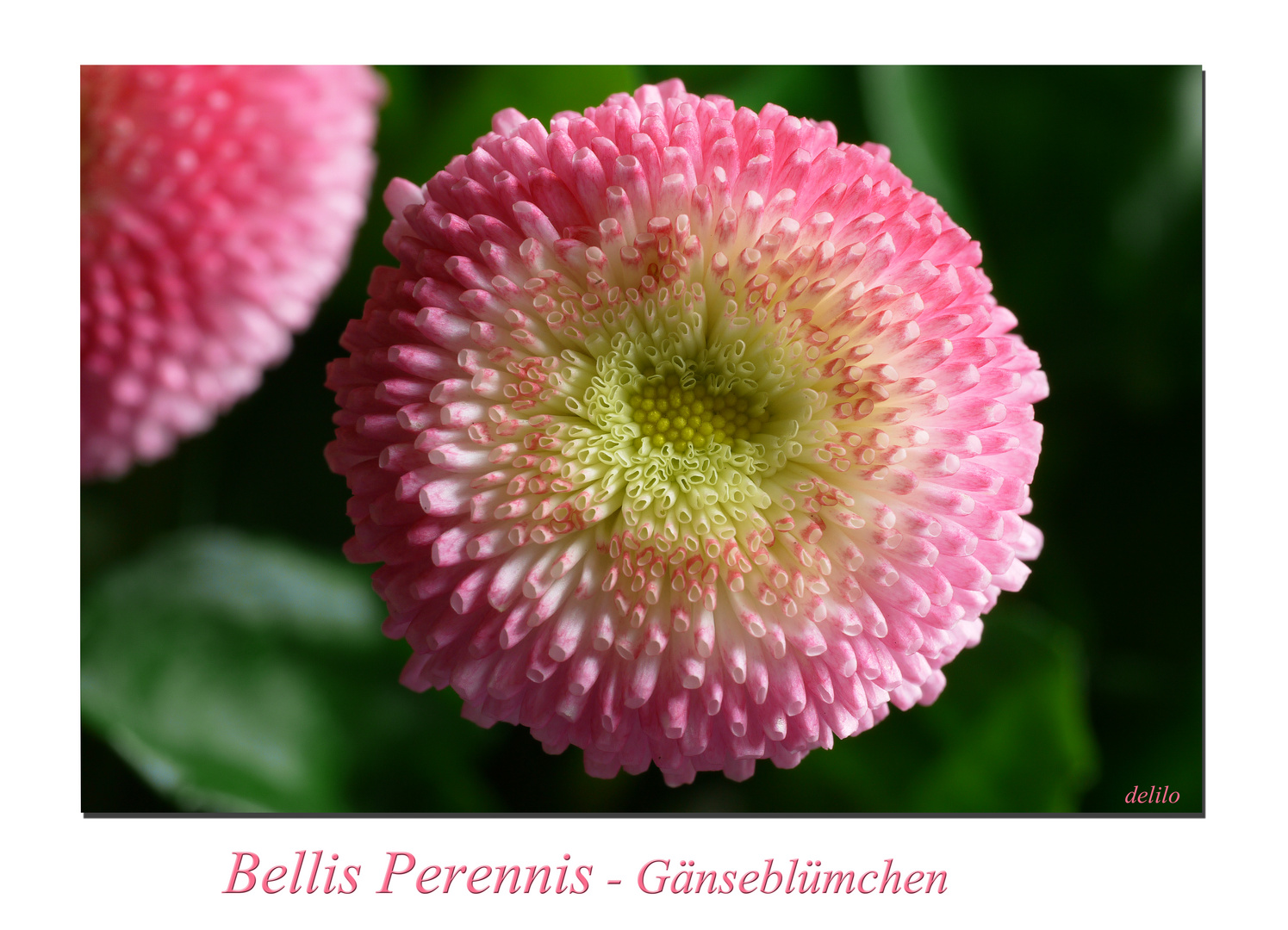 Bellis Perennis