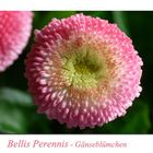 Bellis Perennis