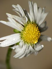 Bellis perennis