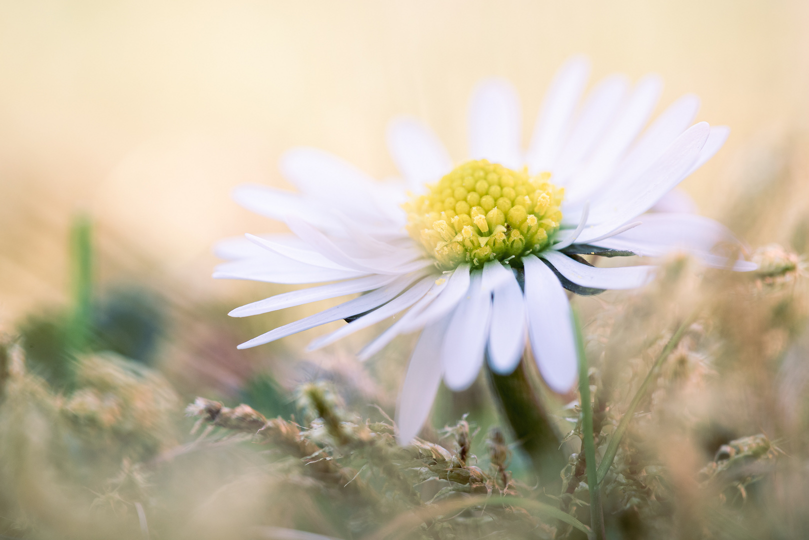 Bellis perennis