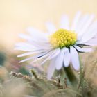 Bellis perennis