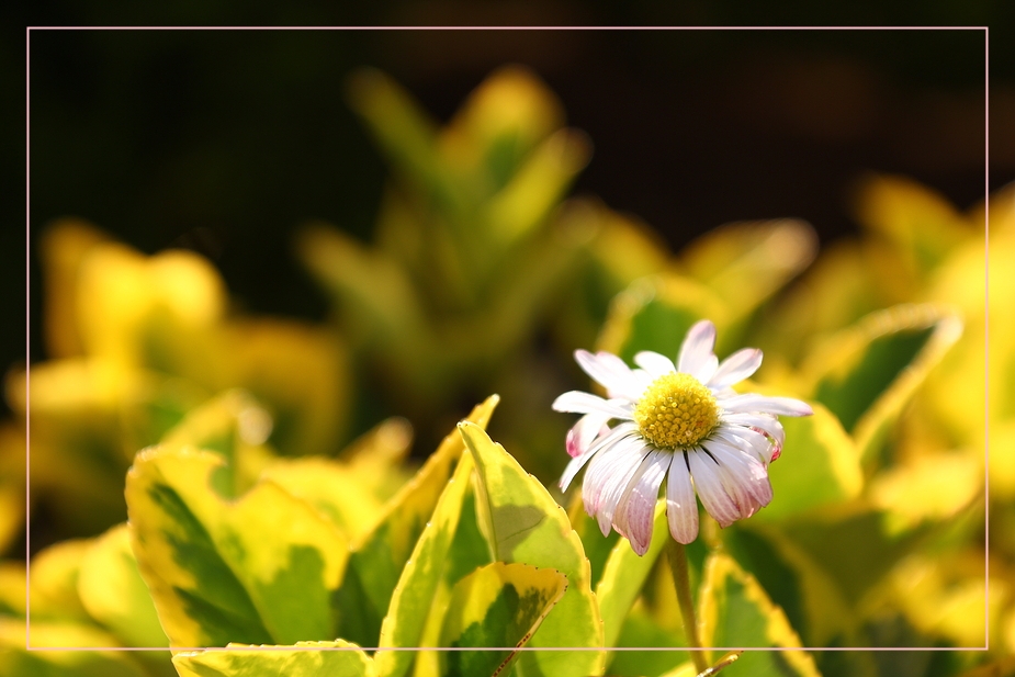 Bellis perennis