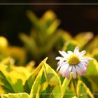 Bellis perennis