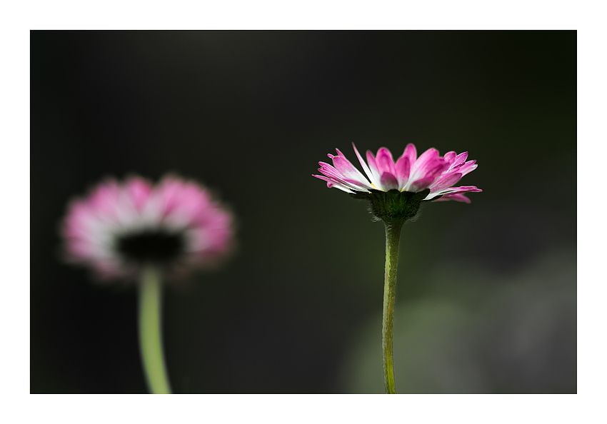 Bellis perennis