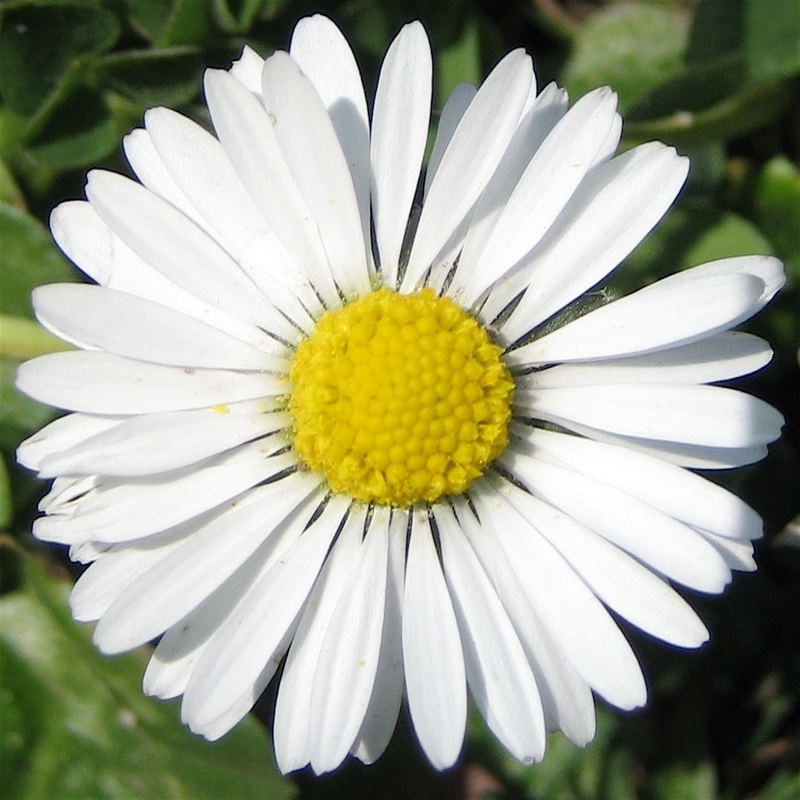 Bellis perennis