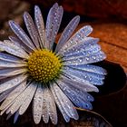 Bellis perennis