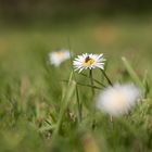 Bellis perennis