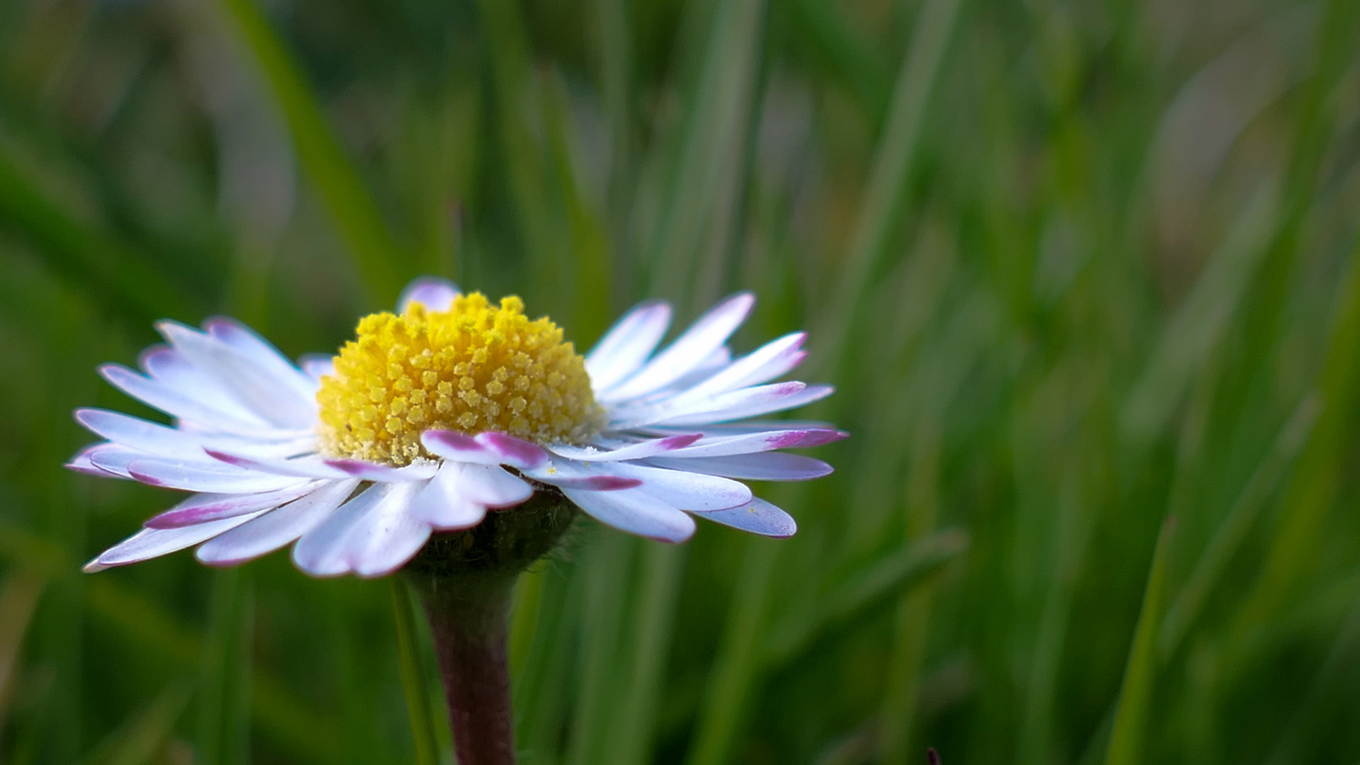 Bellis perennis 