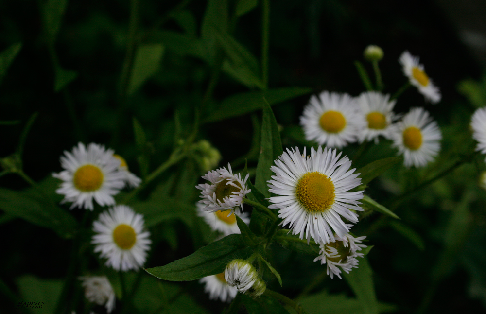 Bellis perennis ...