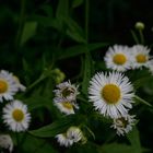 Bellis perennis ...