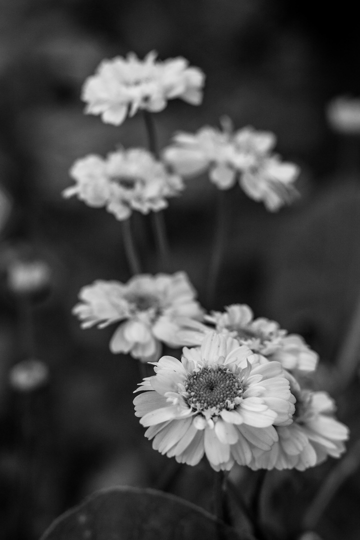 Bellis perennis