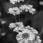 Bellis perennis