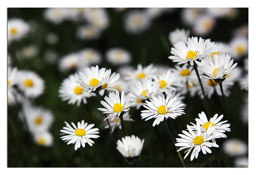 Bellis perennis