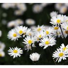 Bellis perennis