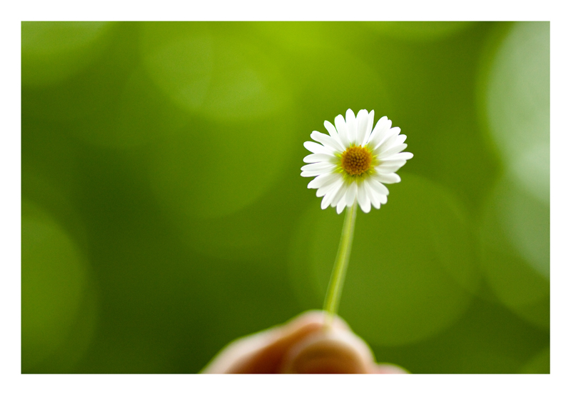 Bellis perennis