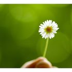 Bellis perennis