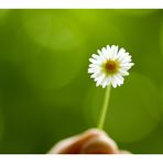 Bellis perennis