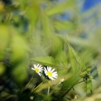 Bellis perennis...